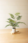 Artificial Fern in a Cement Pot by Kalalou - D & D Collectibles