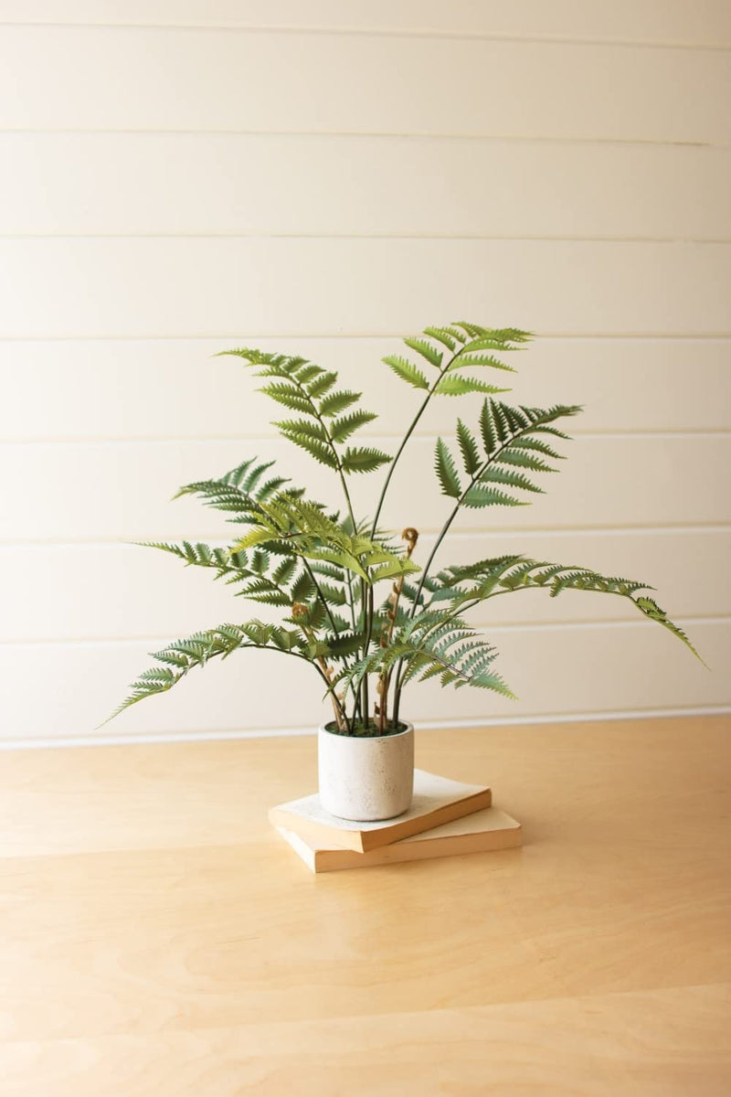 Artificial Fern in a Cement Pot by Kalalou