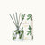 Thymes Frasier Fir Reed Diffuser Petite Pine Needle Design